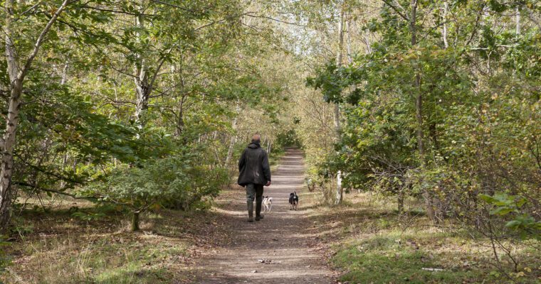 Image of a man and 2 dogs walking in Beacon Wood Country Park