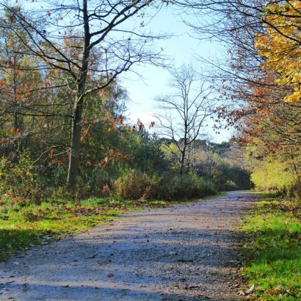 Woodland Easy Access Trail
