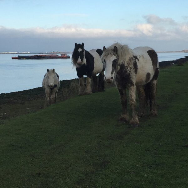 Horses Thames and Medway Estuary