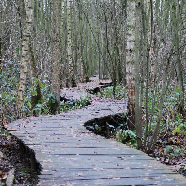 wooden pathway through the woods