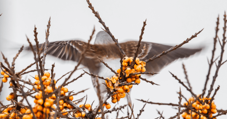 Fieldfare Bird Migrating