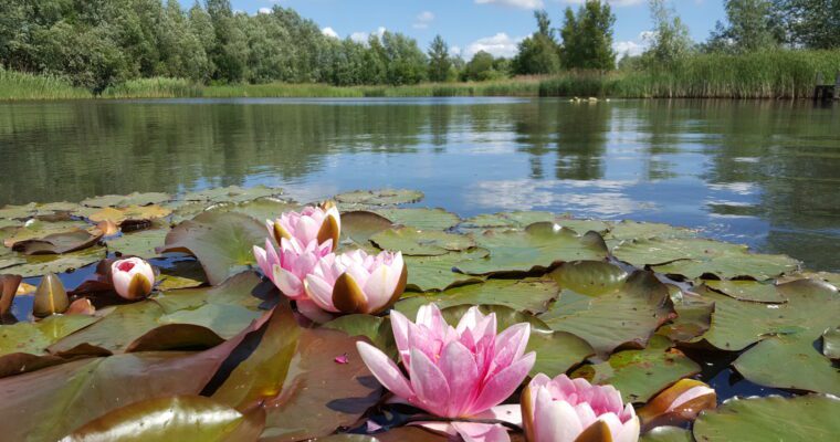 Leybourne Lakes lillies on the lake