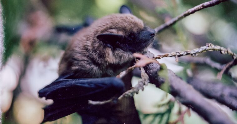 Bat in a woodland