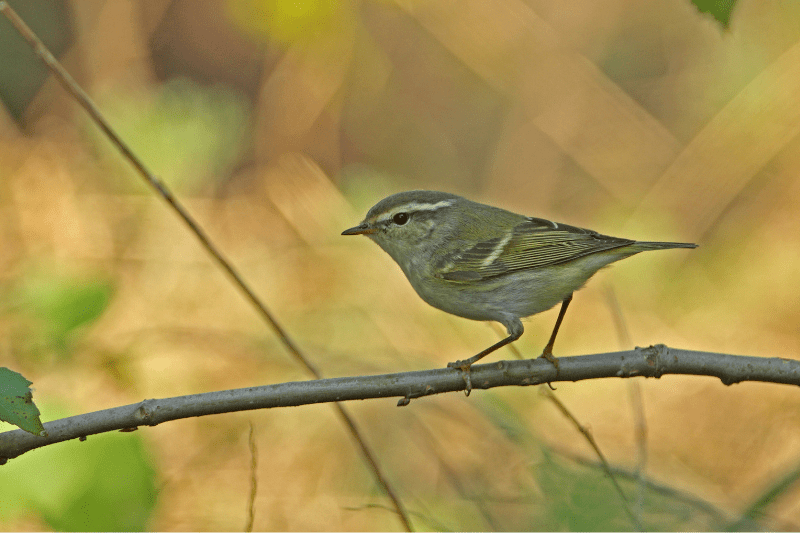Yellow-browed Warblers