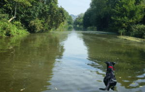 Dog jumping into the Hythe canal