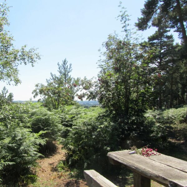 Narrow path through ferns and woodland. Bench with flowers on to the right. Sunny day.