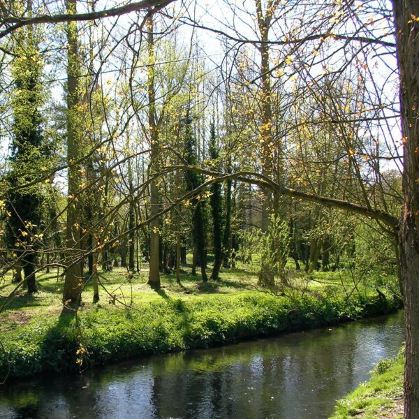 Calm water, with tall trees and green grass at the water edge.