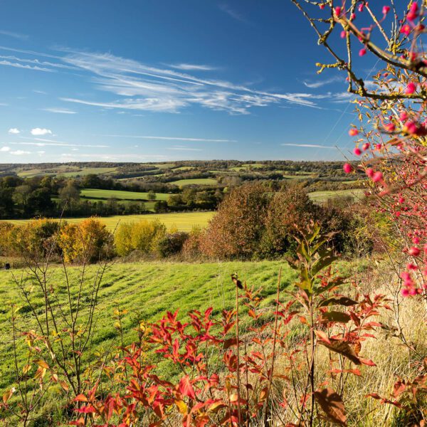 View across Stour Valley. Green fields and trees, with a pink berry bush in foreground.