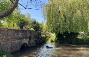 Dog swimming in the Darenth river