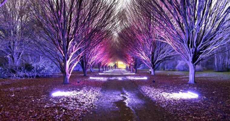 Glow Illumination Trail at Cobtree Manor Park
