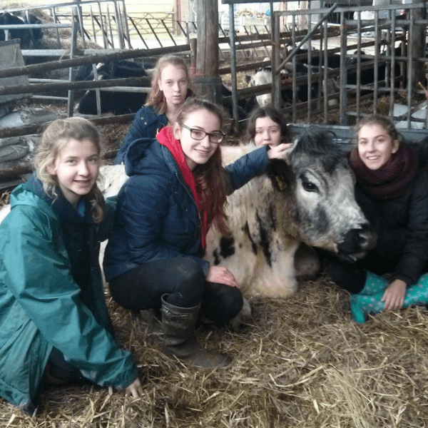 Wye Community Farm - volunteers with a cow