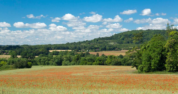 Poppy field with trees surrounding and in the distance.