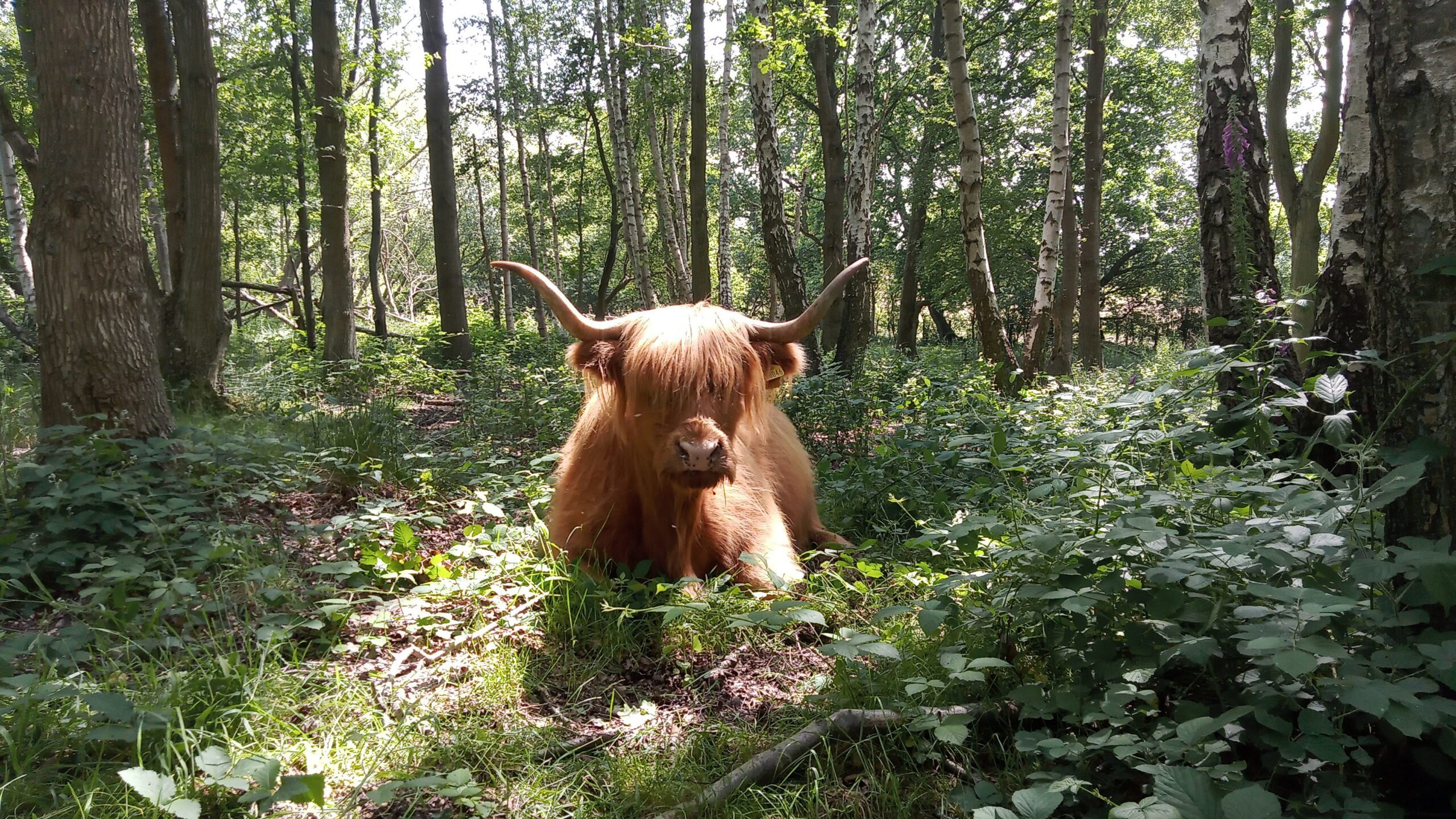 Highland cow in the woods at Hothfield Heathlands