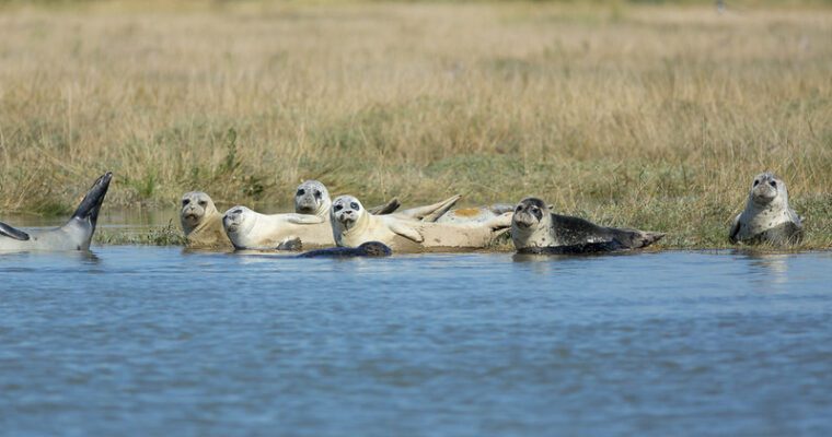 seals at Pegwell Bay