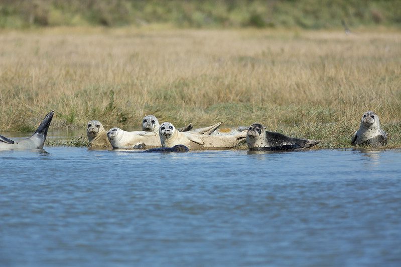 seals at Pegwell Bay