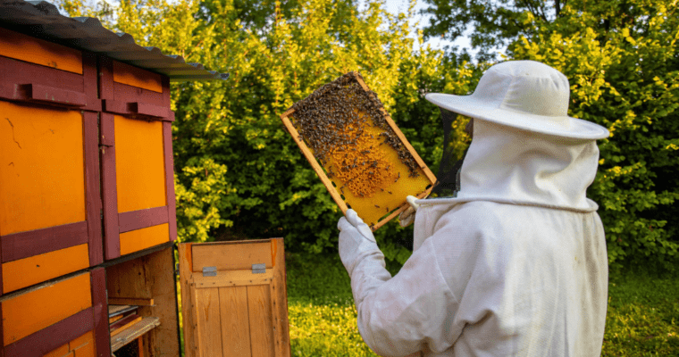 Fort Amherst beekeeper-collecting-honey-beeswax