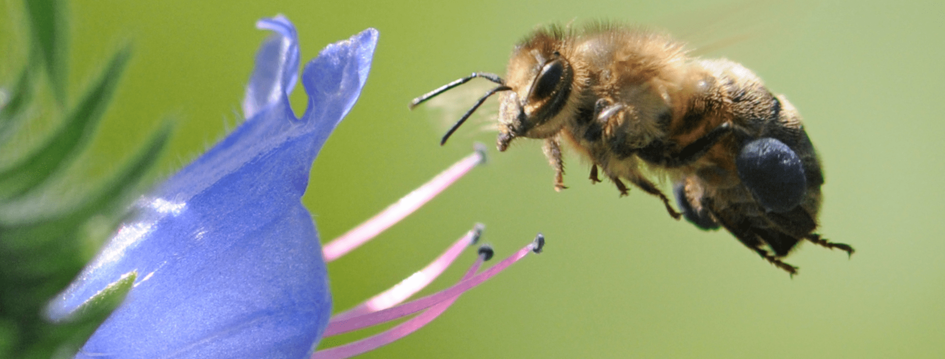 Image of a bee and a purple flower