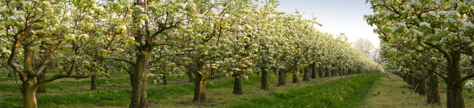 Image of Pluckley tree blossom