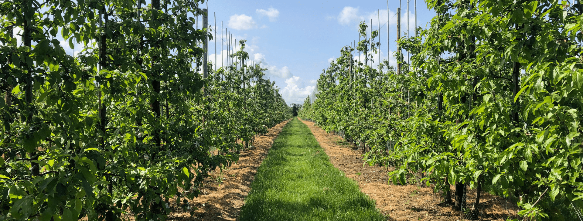 Image of an orchard