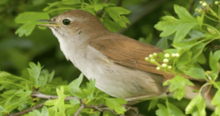 Nightingale in a tree