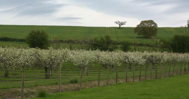 Orchards and Fields