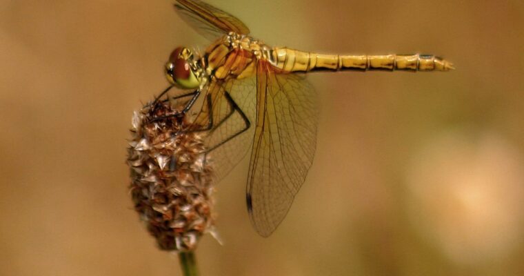 Image of a ruddy darter dragonfly