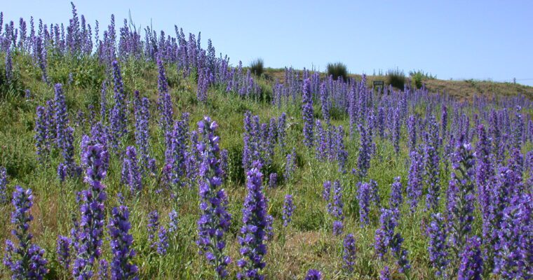 Image of purple Vipers Bugloss in a field