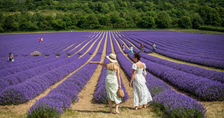 2 females wearing summer dresses walking in a field of lavender