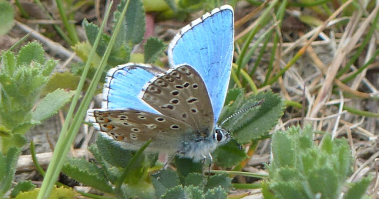 Image of an adonis blue butterfly landed on a leaf in the grass