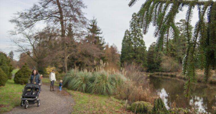 Bedgebury walk