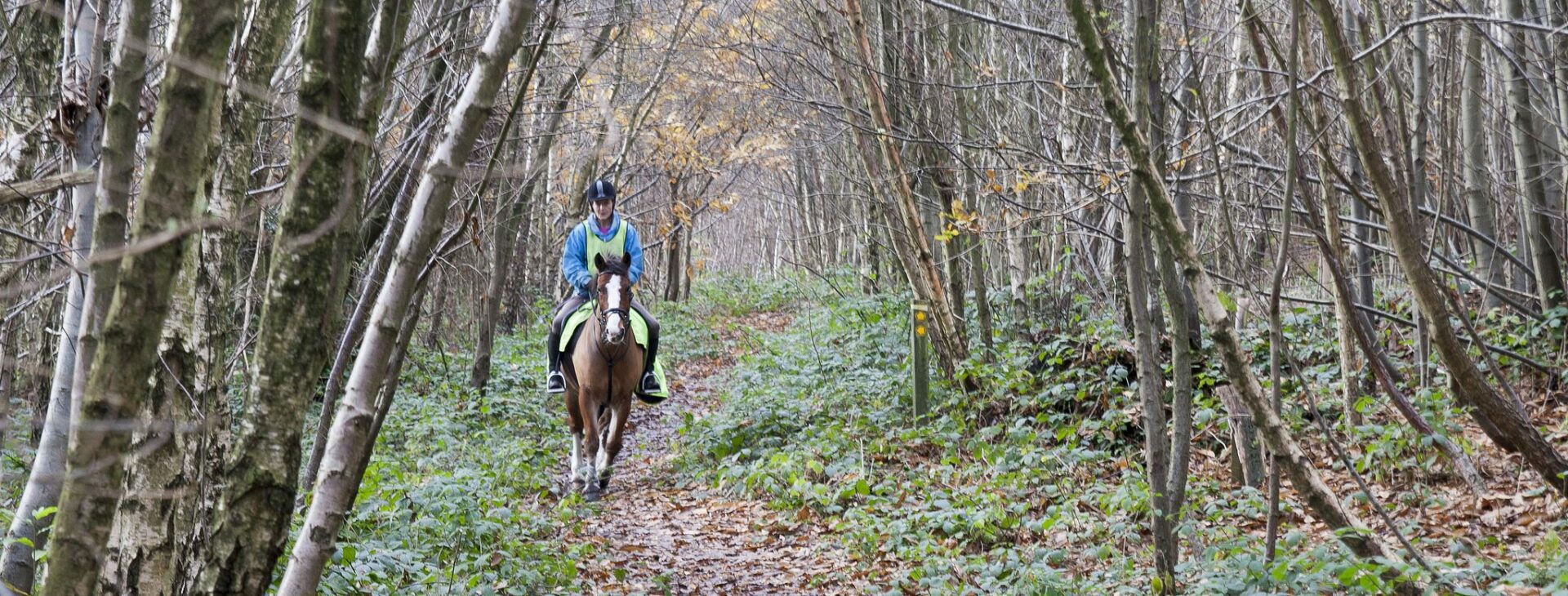 Horse Riding Stubbs Wood