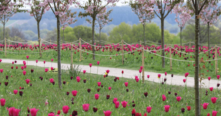 Pink and purple flowers and blossom trees alongside a path