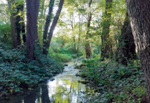 A small stream flowing through a green, wooded forest.