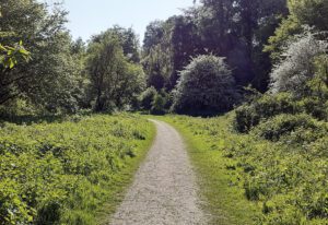 A footpath winding through a green, leafy park