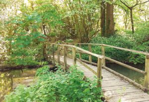A simple wooden footbridge with railings spans a narrow stream surrounded by dense green trees and foliage.