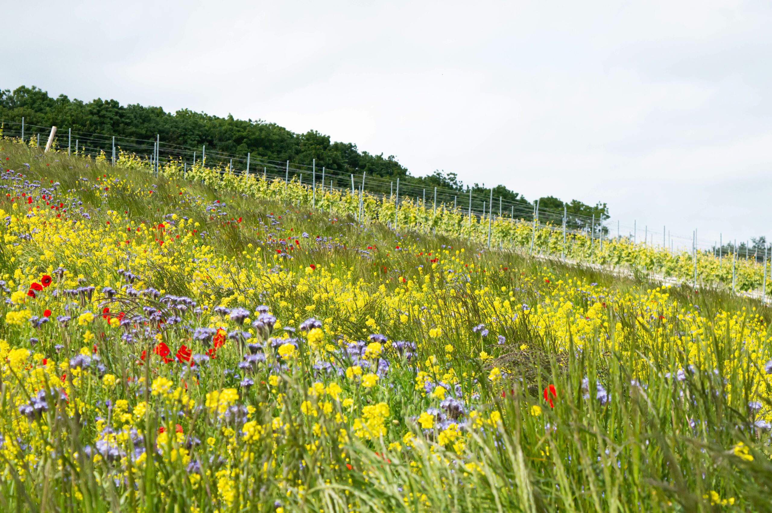 Wildflowers blanket a sunlit hillside with rows of vineyard vines rising behind them.