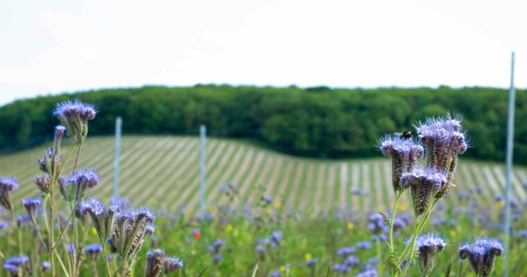A bee rests on a vivid purple flower in the foreground, surrounded by blooms in a field of mixed agriculture. Rows of crops stretch into the background, framed by trees and distant poles under a pale sky.