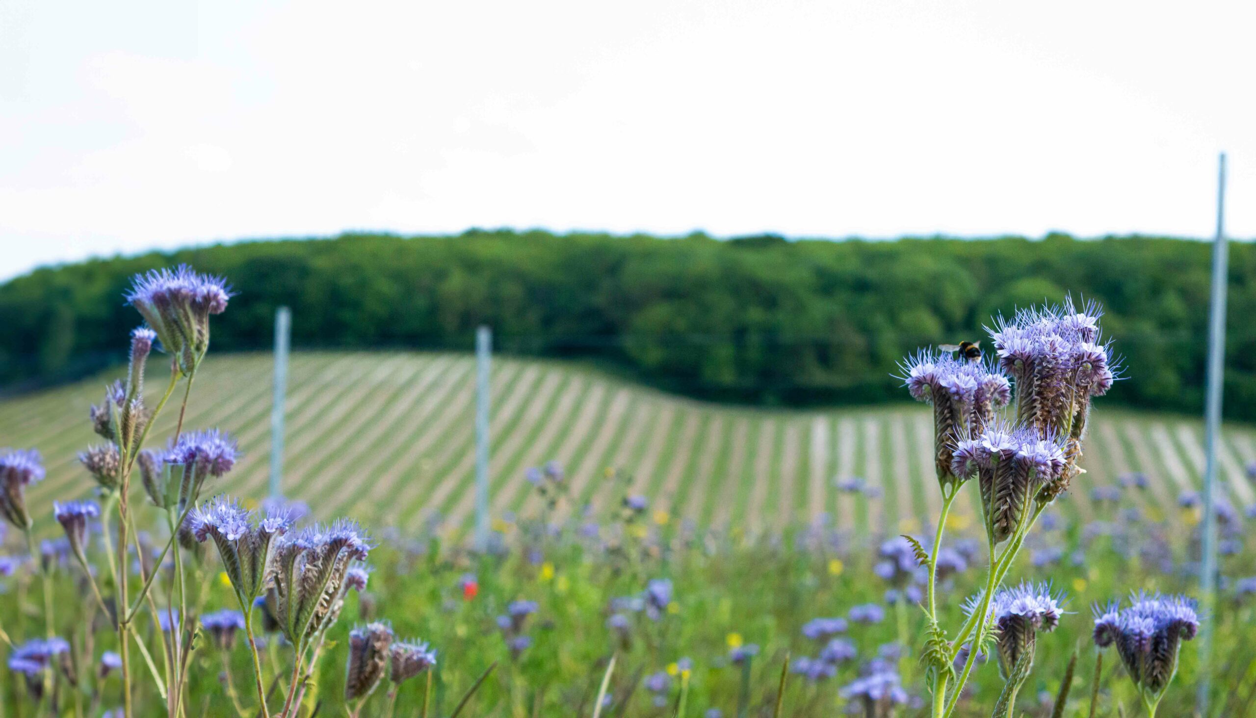 A bee rests on a vivid purple flower in the foreground, surrounded by blooms in a field of mixed agriculture. Rows of crops stretch into the background, framed by trees and distant poles under a pale sky.