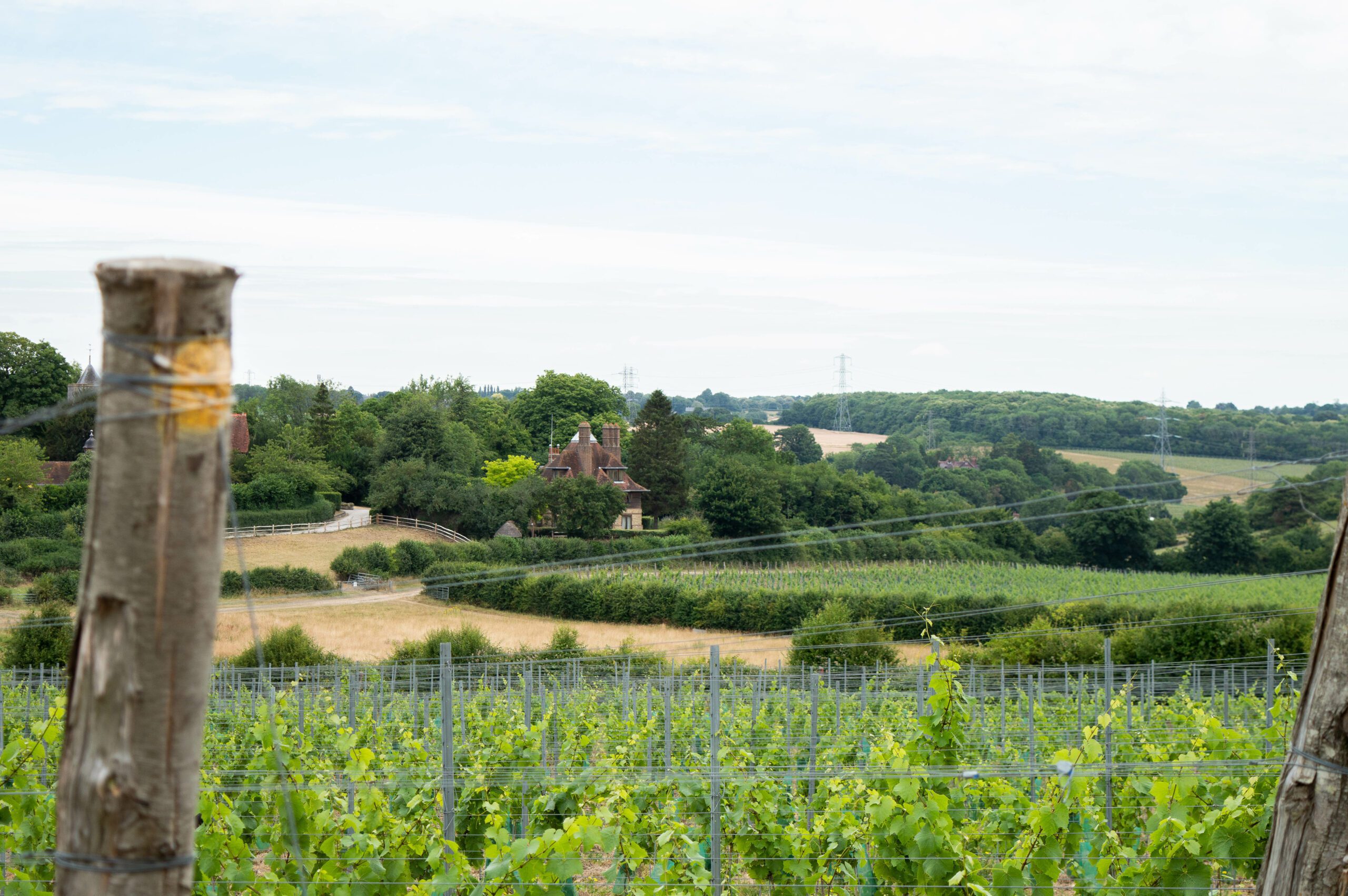 A lush vineyard stretches across the foreground, with rows of green grapevines catching the light. In the distance, a house nestles among trees and hills, with pylons and power lines visible against the sky.