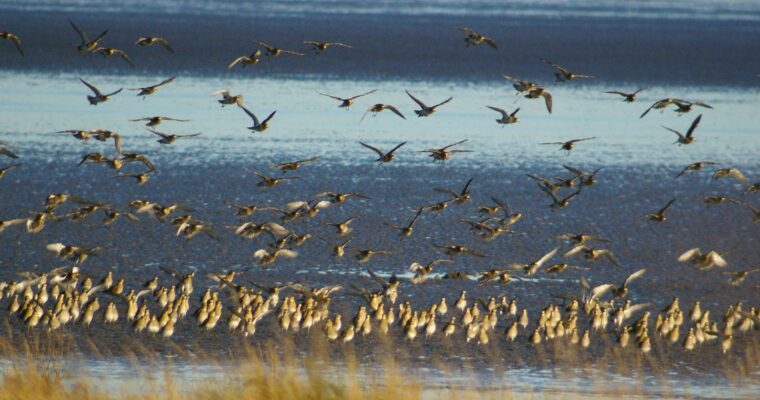 Flock of birds at Pegwell Bay