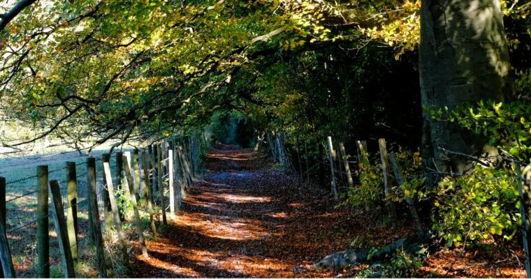A leaf covered pathway with tree over hanging and an open field to one side