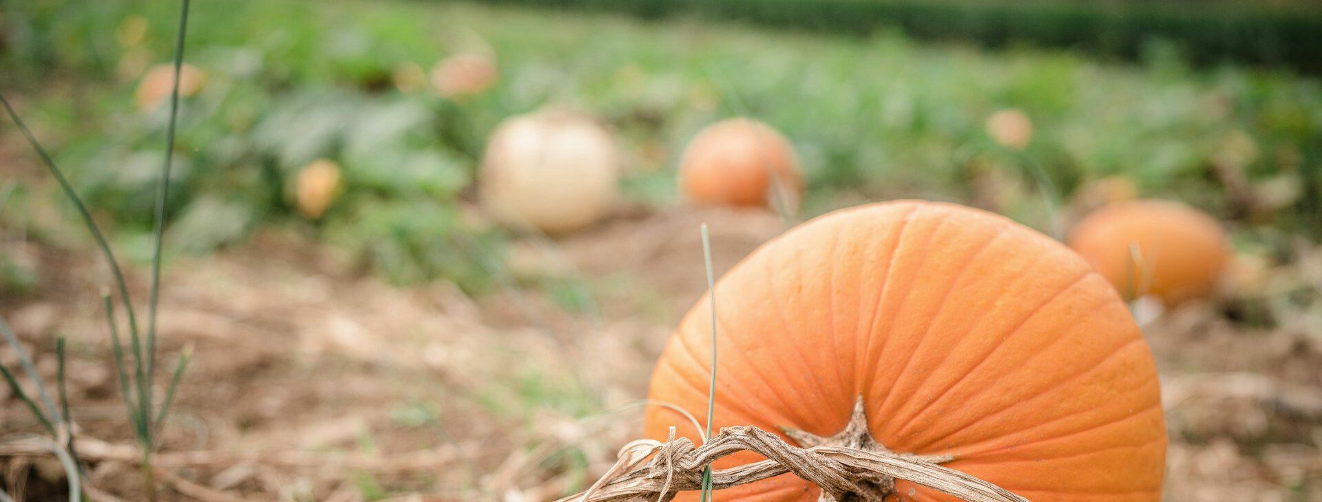 Pumpkin patch in Kent