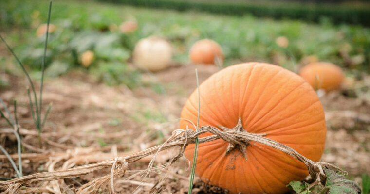 Pumpkin patch in Kent