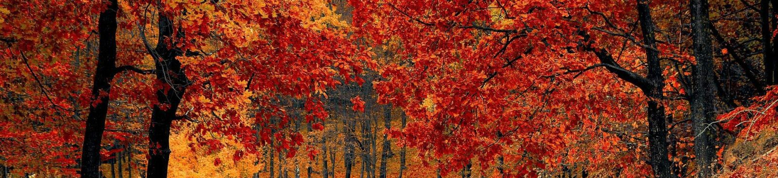 Autumn Trees