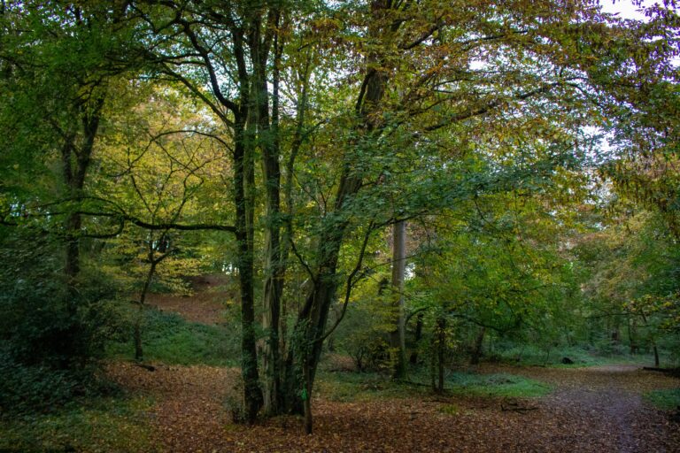 Woodlands in Autumn, autumnal leaves on the ground