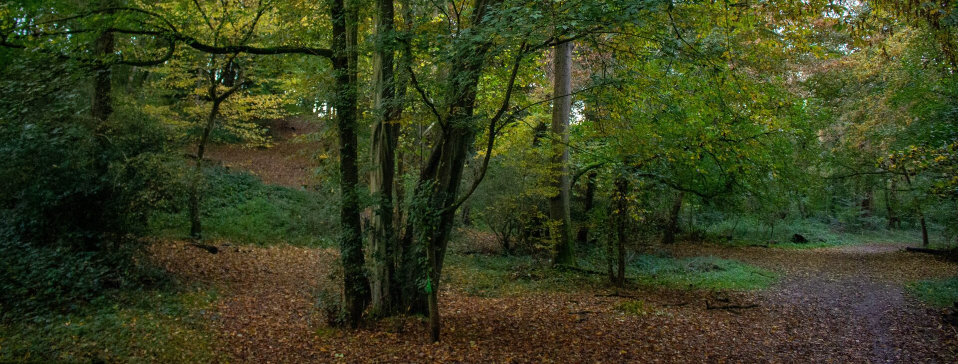 Woodlands in Autumn, autumnal leaves on the ground