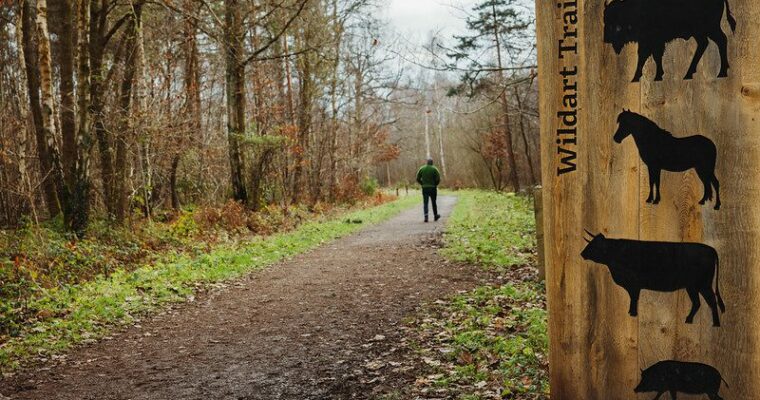 Man walking through path in autumn