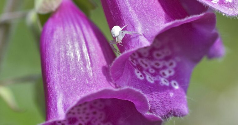 Foxglove