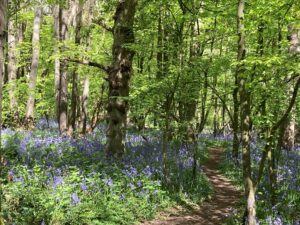 Bluebells in Woodland, Darland Banks