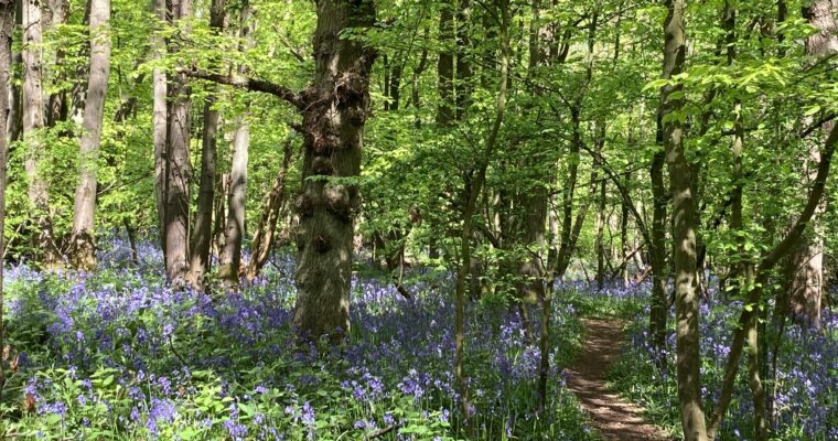 Bluebells in Woodland, Darland Banks